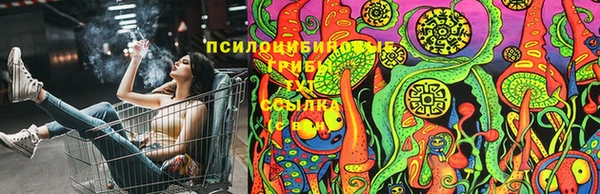 прущие грибы Михайлов